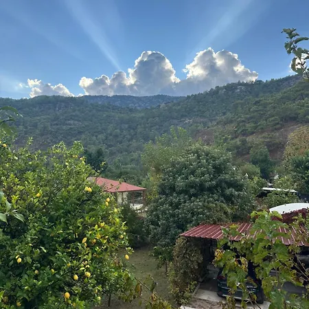 Gaya Pansıyon çirali *